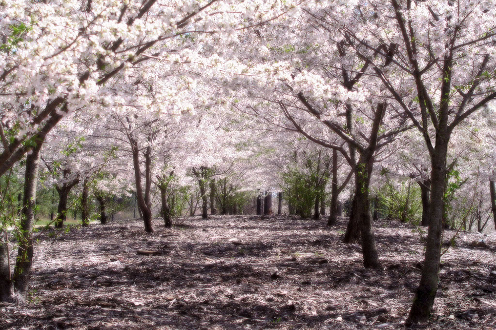 sakura