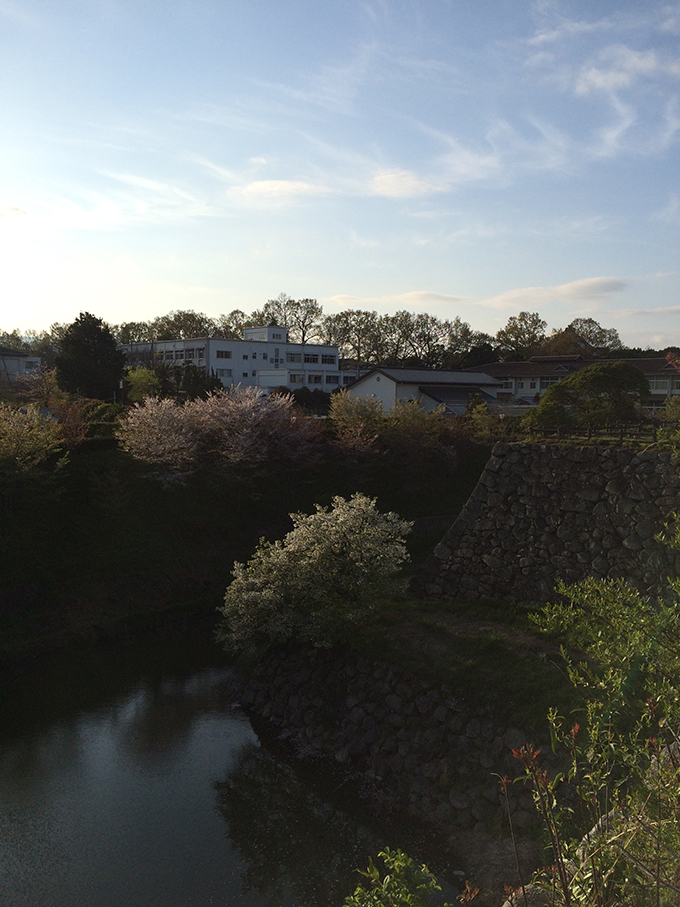 sakura1
