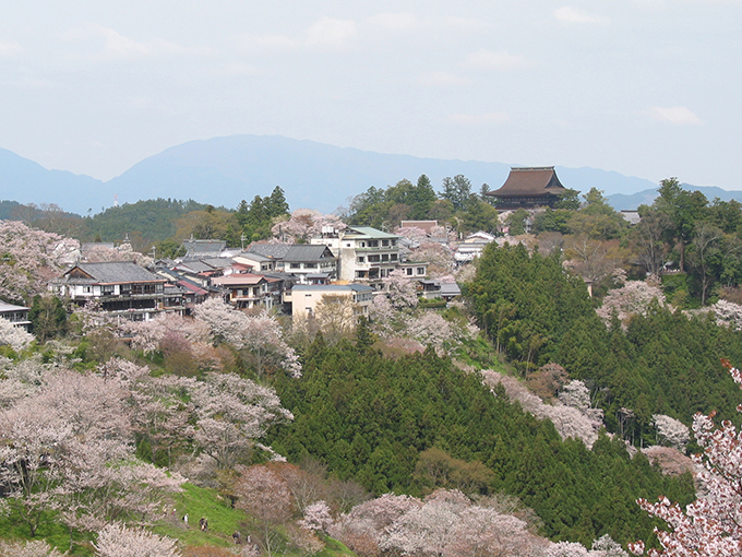 Cherry blossoms at the Yoshinoyama 01