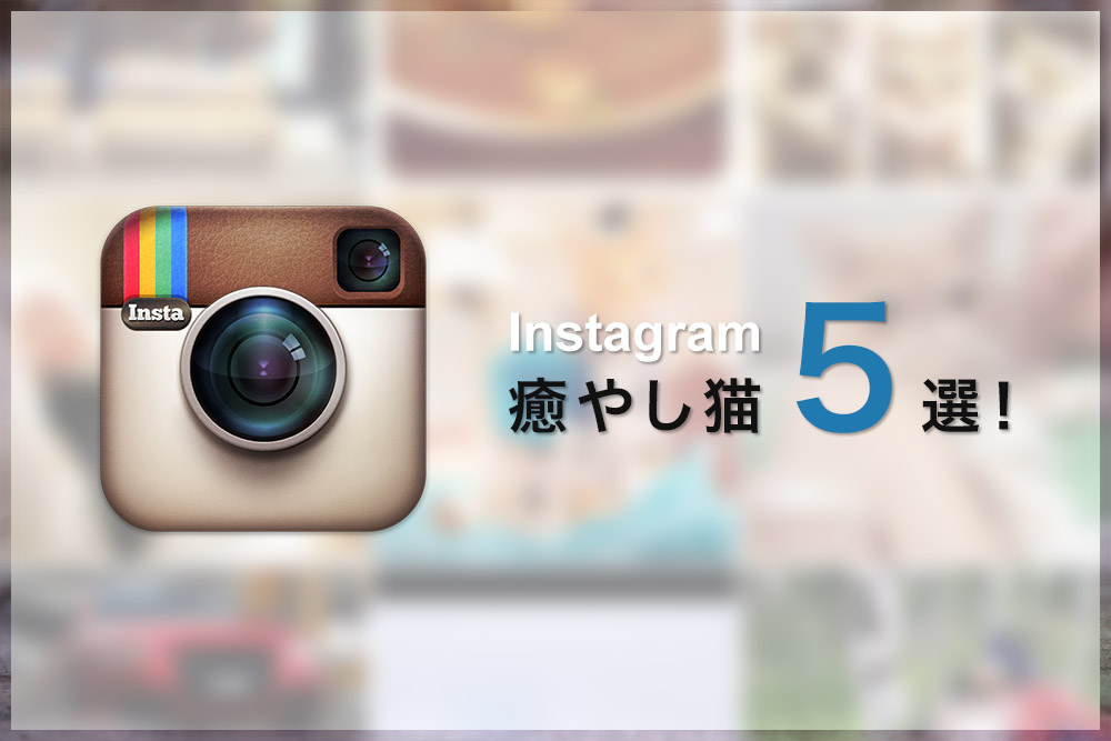 Instagram癒やし猫5選！
